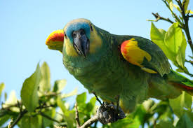 Loro Hablador 