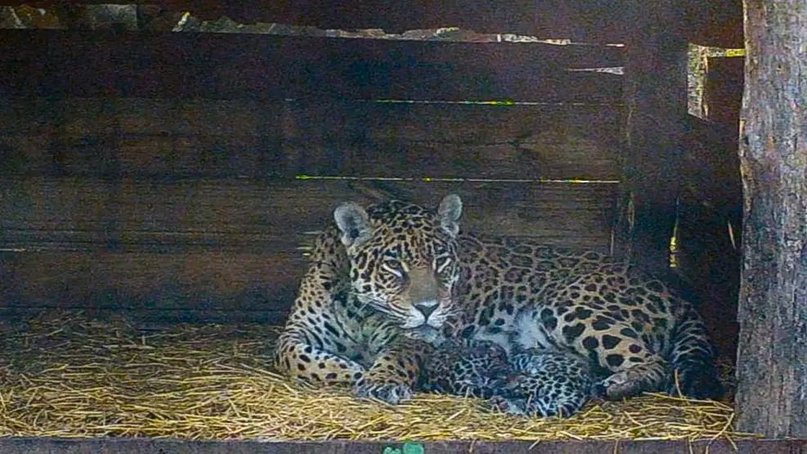 La yaguareté Tania y su cría regresan al Parque Nacional Iberá