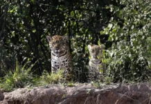 Excelente noticia: aumentan los avistajes de yaguaretés tras cinco años de reintroducción en los Esteros del Iberá
