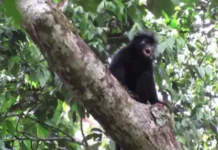La nueva especie de mono con labios naranjas que fue descubierta en el corazón de África
